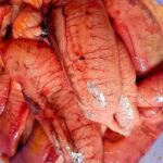 WhatsApp Image 2026-01-11 at 3.41.16 PM04