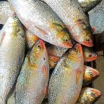 WhatsApp Image 2026-01-11 at 3.41.17 PMjhbb